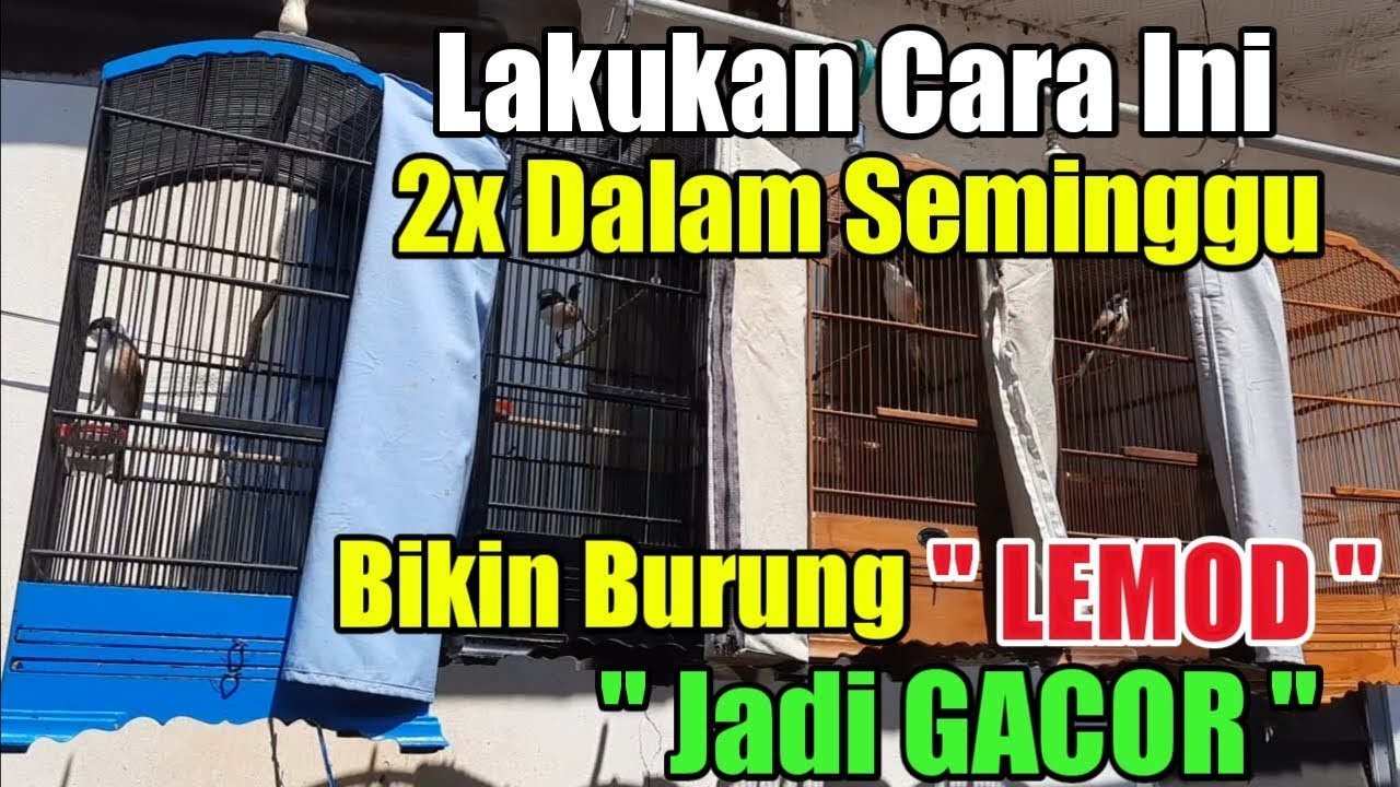 RAWATAN KHUSUS CENDET LEMOD