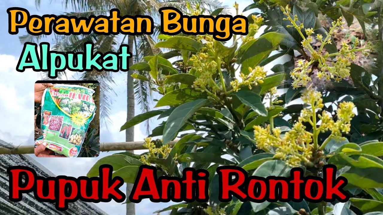 Cara Merawat Bunga Alpukat Agar Tidak Rontok Dengan Pupuk Kalsium Boron