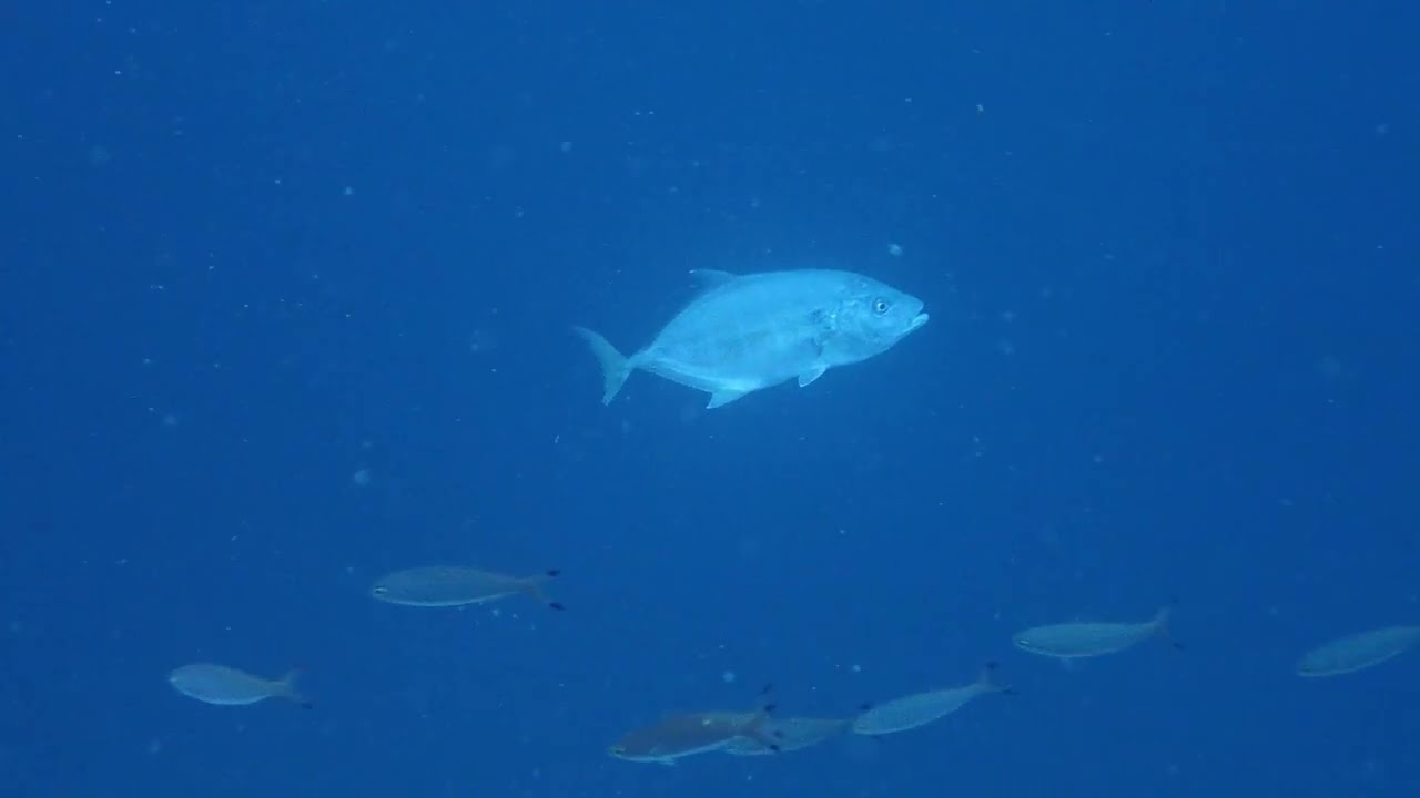 Diving Moalboal, Day 3 March 2026