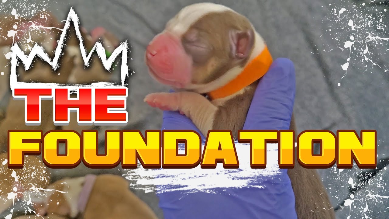XL American Bully: Основы разведения | Начало |
