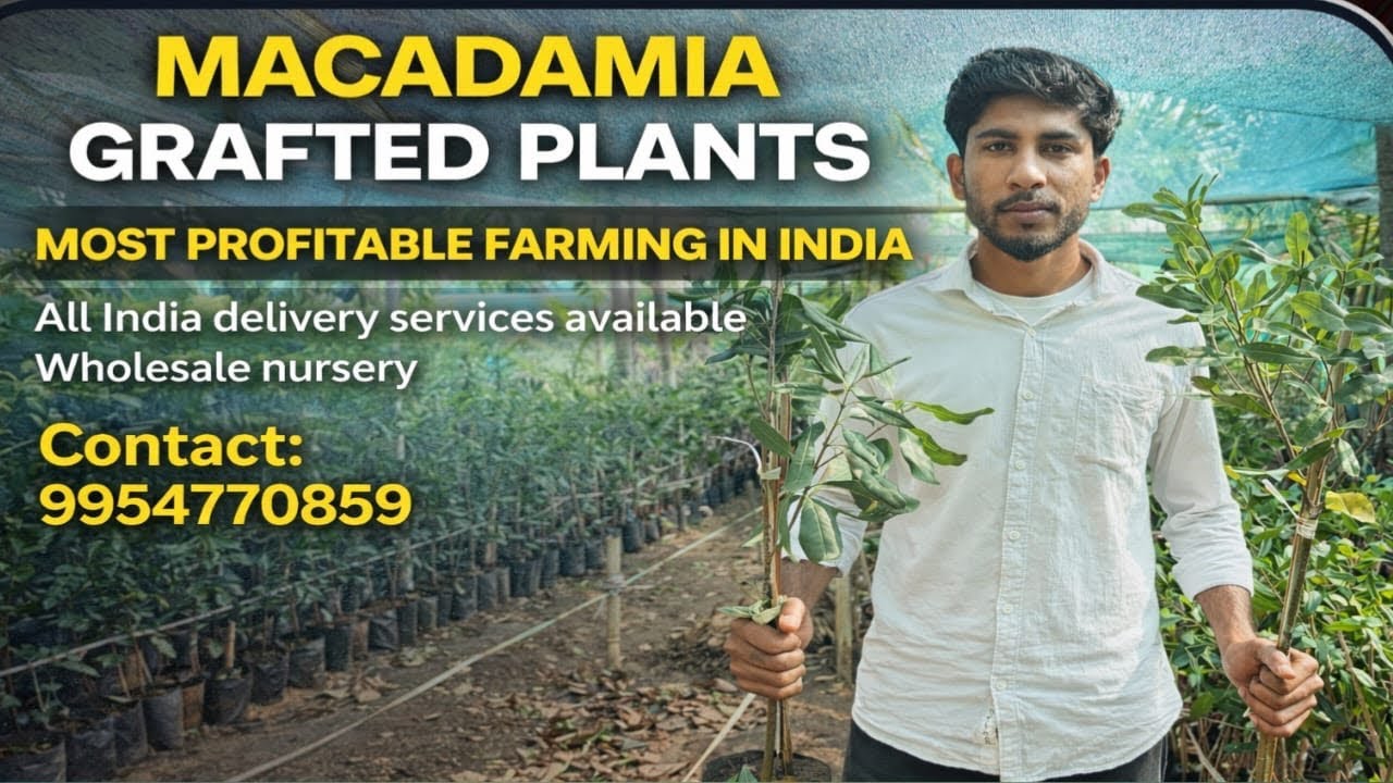 MACADAMIA FARMING 🌳 | MOST PROFITABLE TREE FARMING IN INDIA 💰