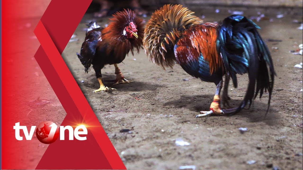 Polisi  Gerebek Judi Sabung Ayam, 19 Orang Ditangkap