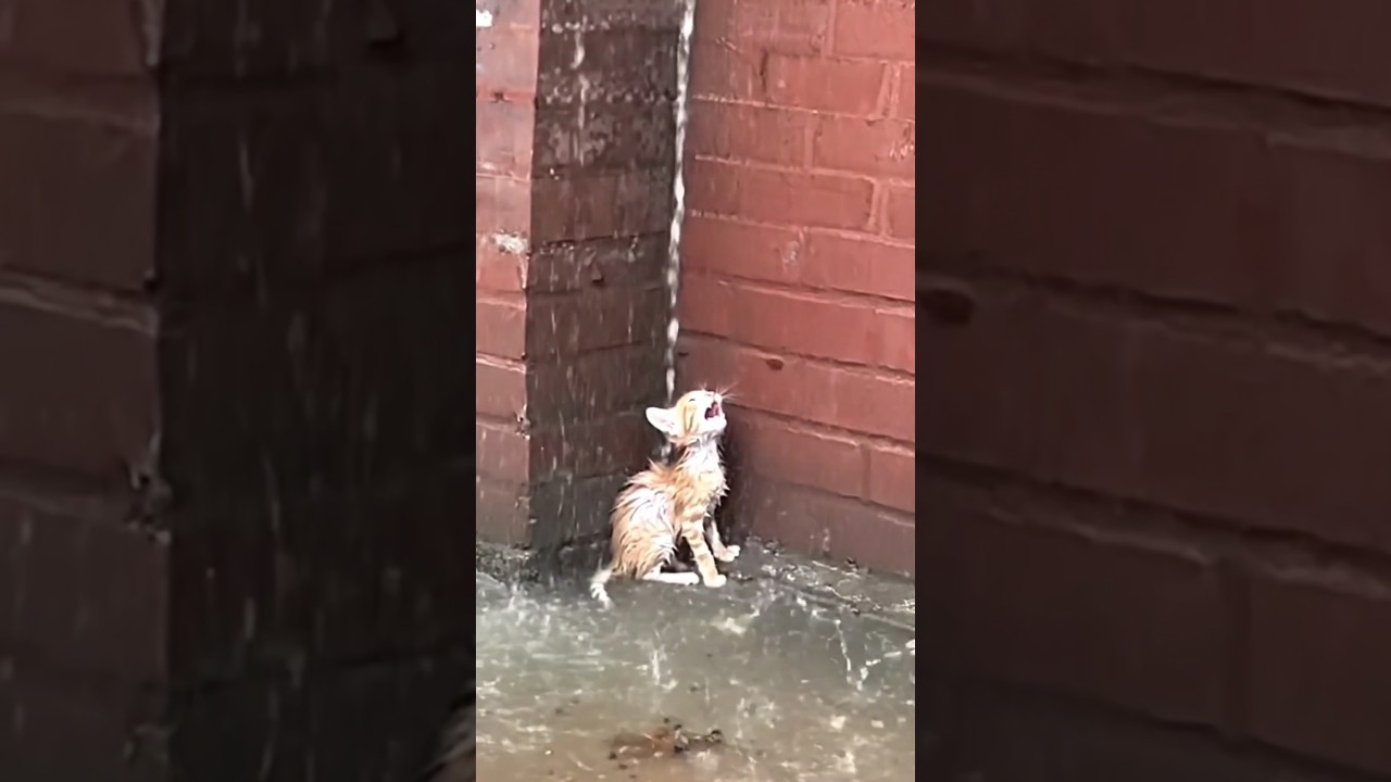 I Found a Kitten Alone in Flood Water — Rescue & Treatment 🐾🌊🚑❤️ 