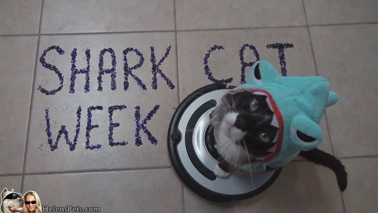 SHARK Cat WEEK by Max-Arthur the Roomba driver Shark-CAT