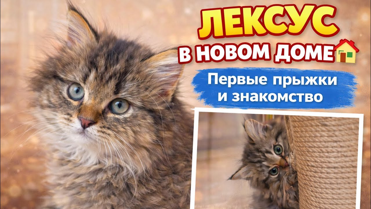 Приключения Лексуса в новом доме 🥰