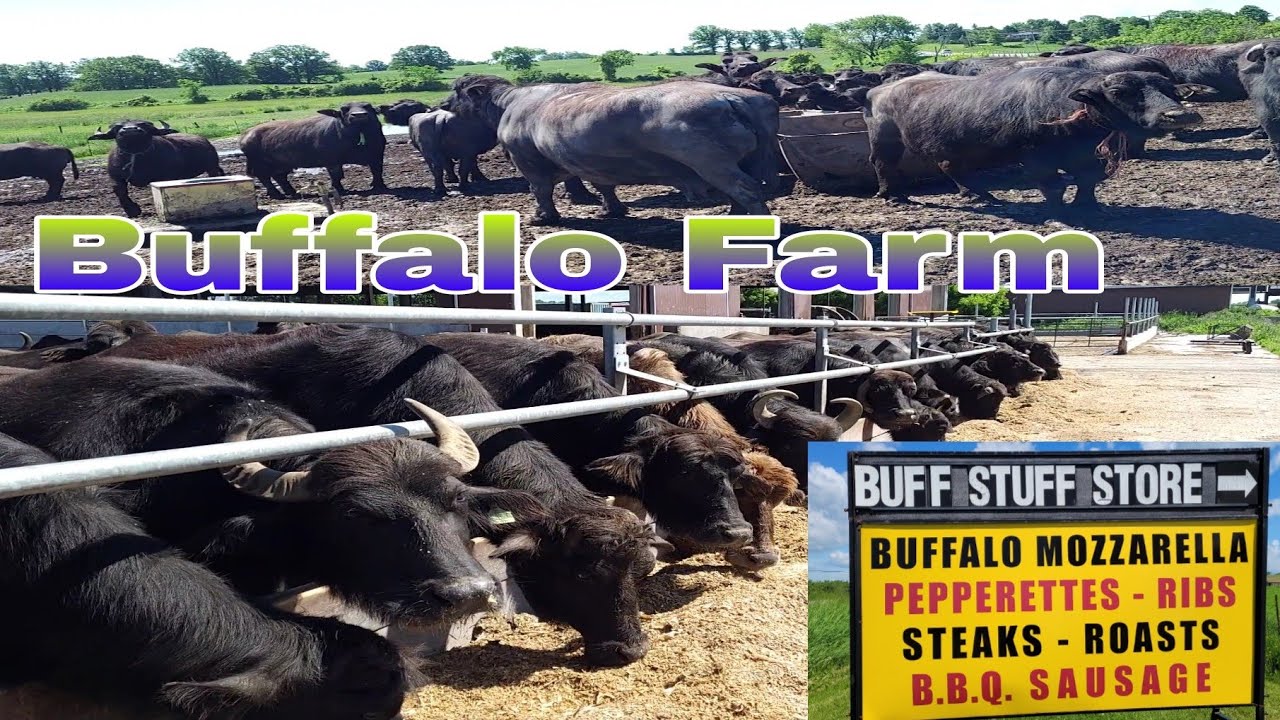 Buffalo Farm in Ontario Canada #buhay Canada 🇨🇦