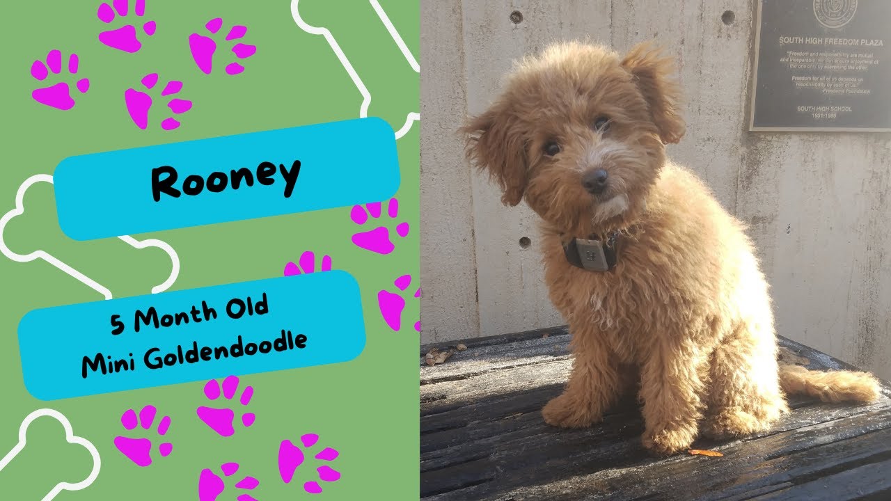 West Valley City Dog Trainers ||| OLK9 Utah ||| 5 Month Old Mini Goldendoodle, Rooney