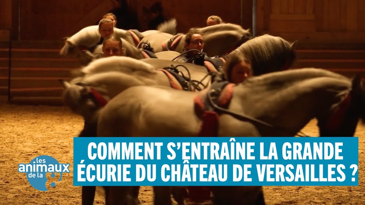 Comment s'entraîne la grande écurie du château de Versailles ?