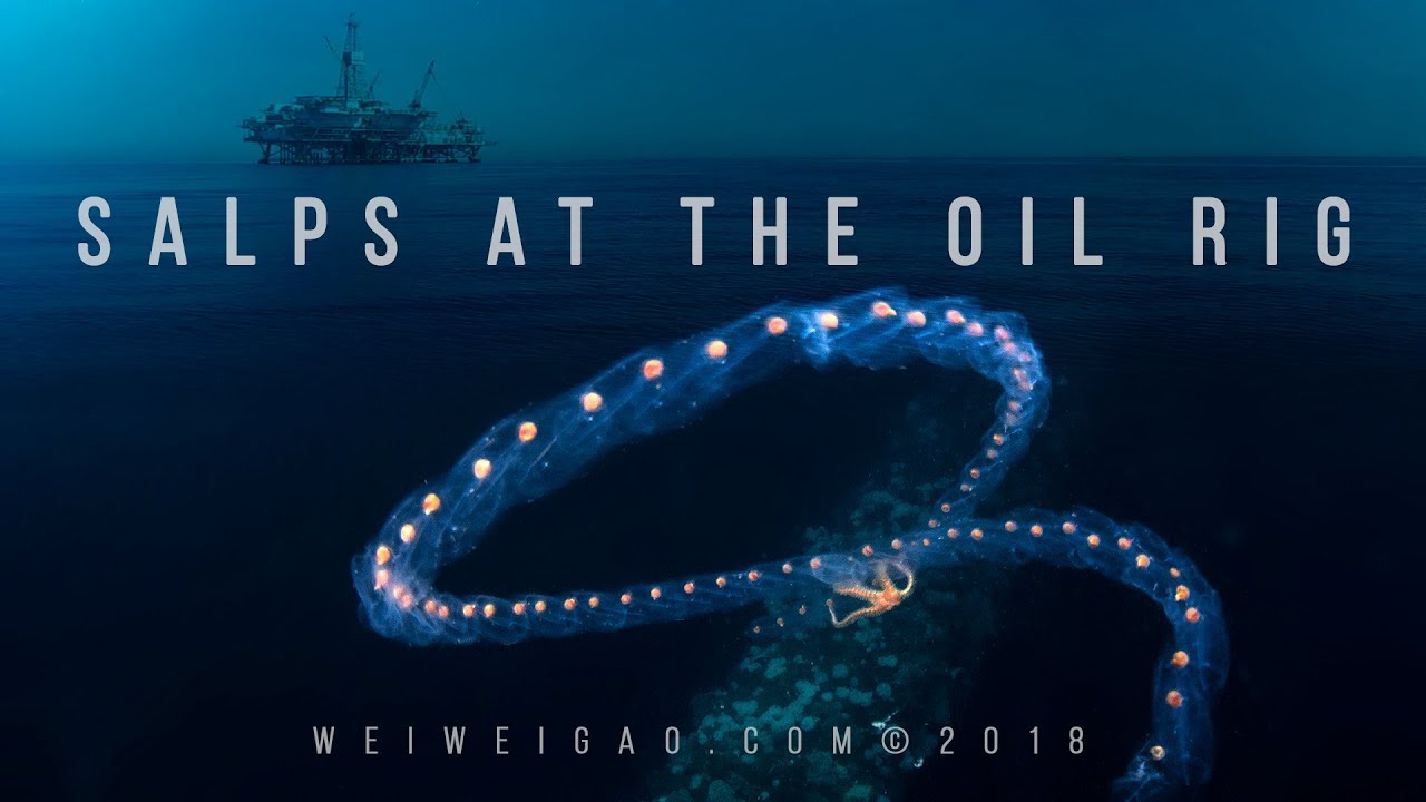 Salps at the Oil Rig