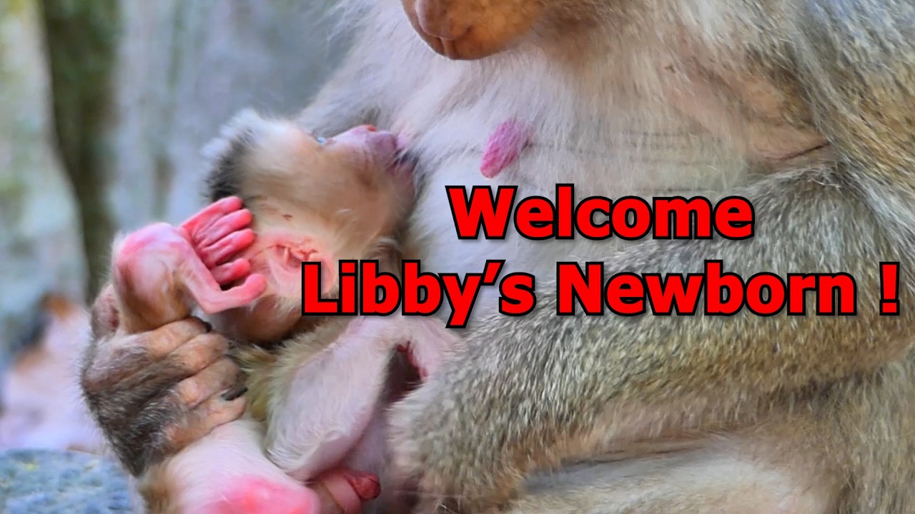 Welcome Libby's Newborn Today 03-06-26 Get Successfully ~!