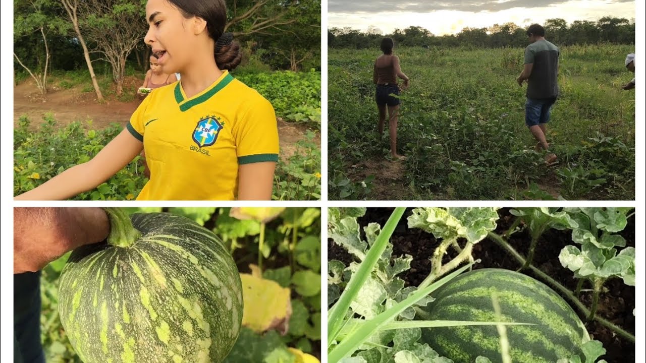 Fomos colher feijão,na roça dá minha mãe,olha quanta fartura por aqui 