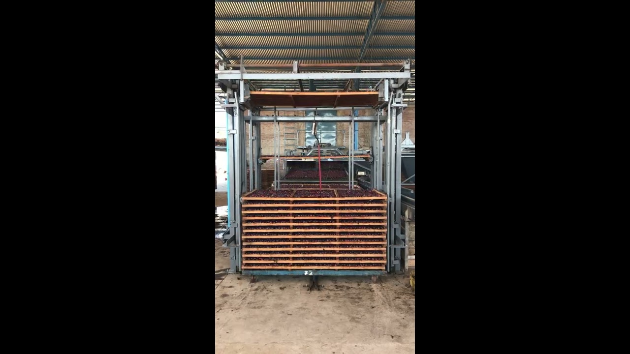 Embandejadora de Ciruelas