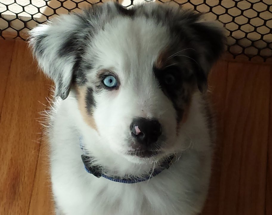 Astro the Australian Shepherd- puppy to adult