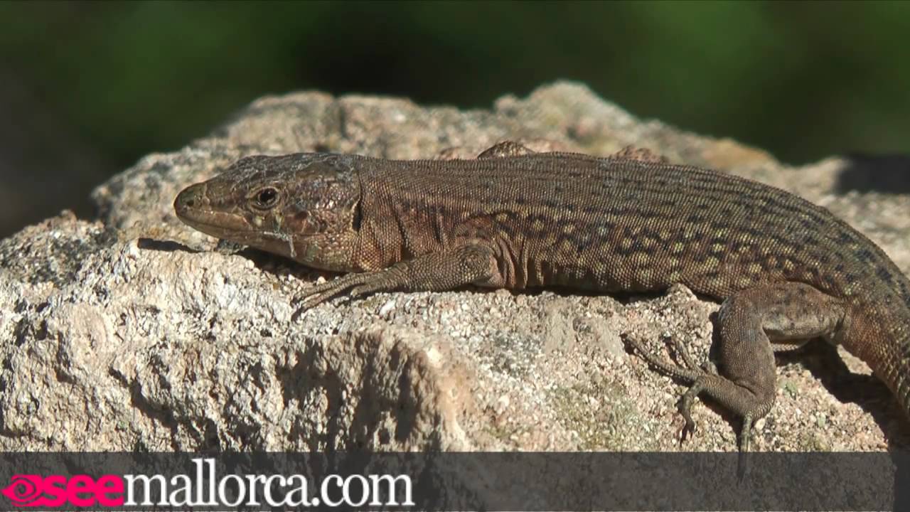 Sa Dragonera Nature Reserve near Port d'Andratx Mallorca