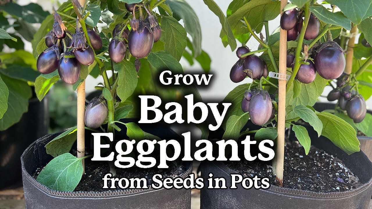 🍆 How to Grow Patio Baby Eggplants in Pots! A Simple Growing Guide from Seed to Harvest!🍆