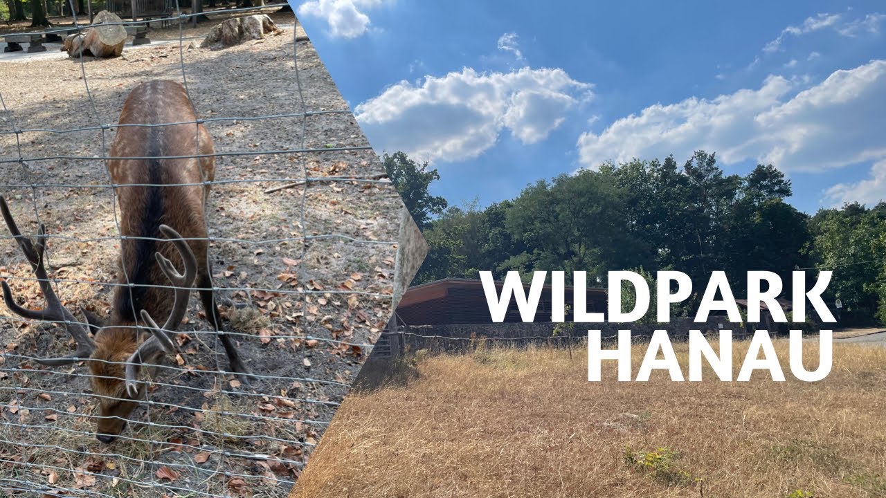 Wildpark alte Fasanerie Klein-Auheim Hanau | Wildpark Hanau Tour 2022