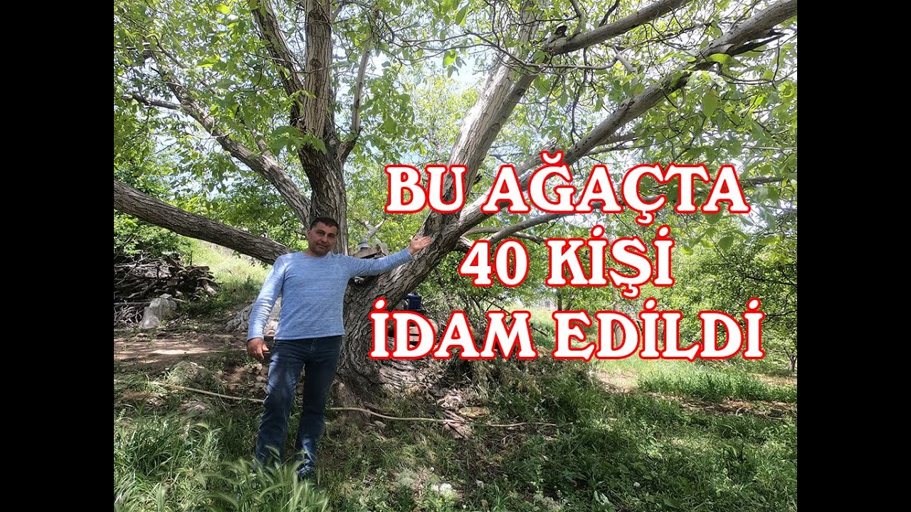 Kanlı Cevizin Hikayesi