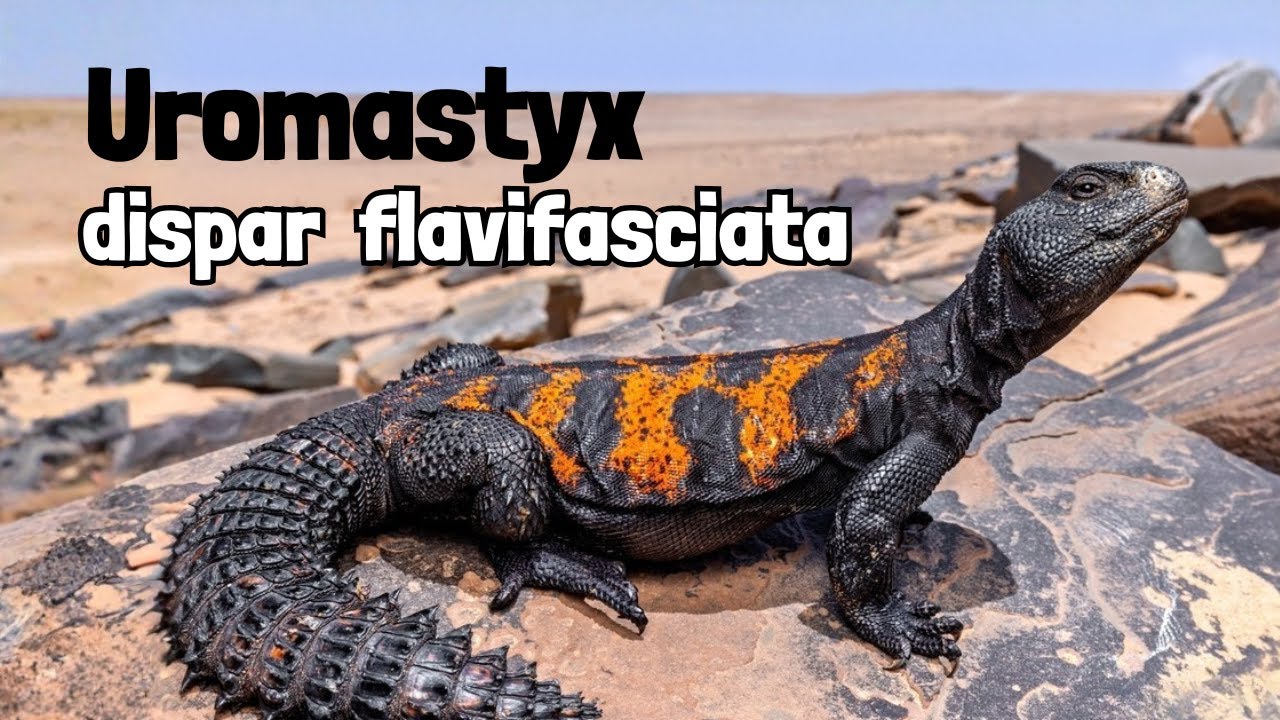 Montamos un TERRARIO DESÉRTICO 🌵 para nuestros Uromastyx PASO A PASO | KANAKY VLOG #180