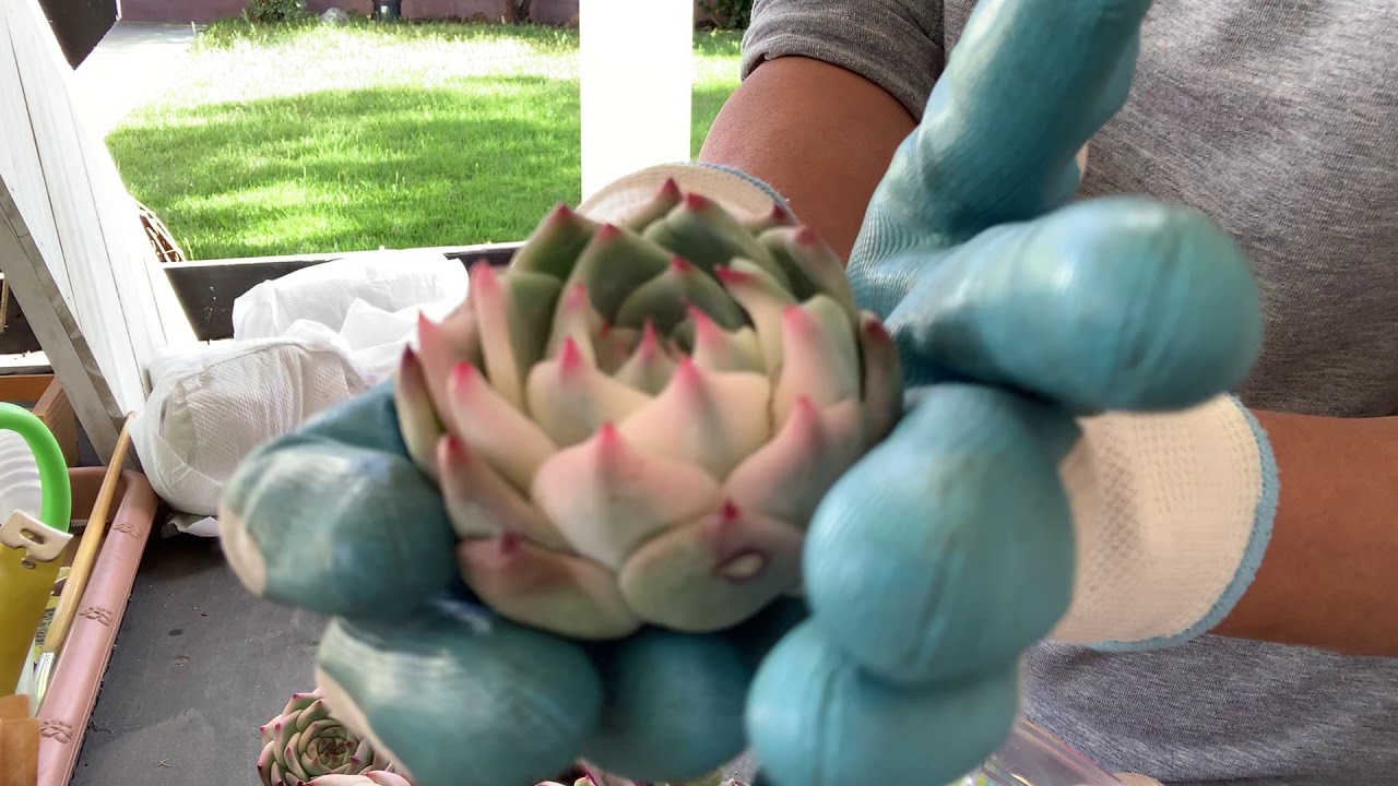 Korean Succulents😍💕