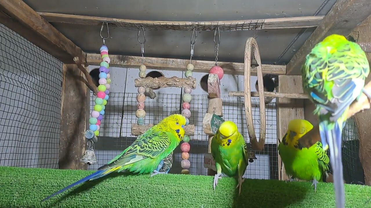 Parrot Chicks in Real Footage