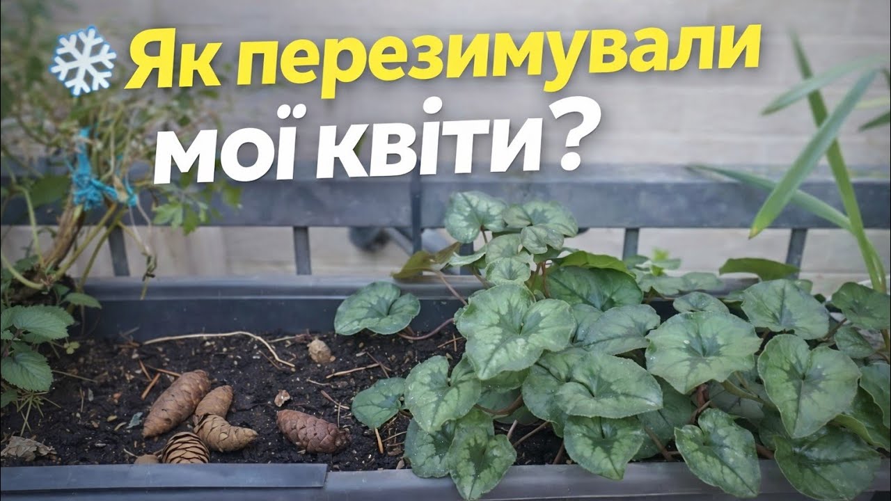 Контейнерні квіти після зими. Що вижило. #українськийконтент#квіти#весна#зимівляквітів#сад#моїквіти