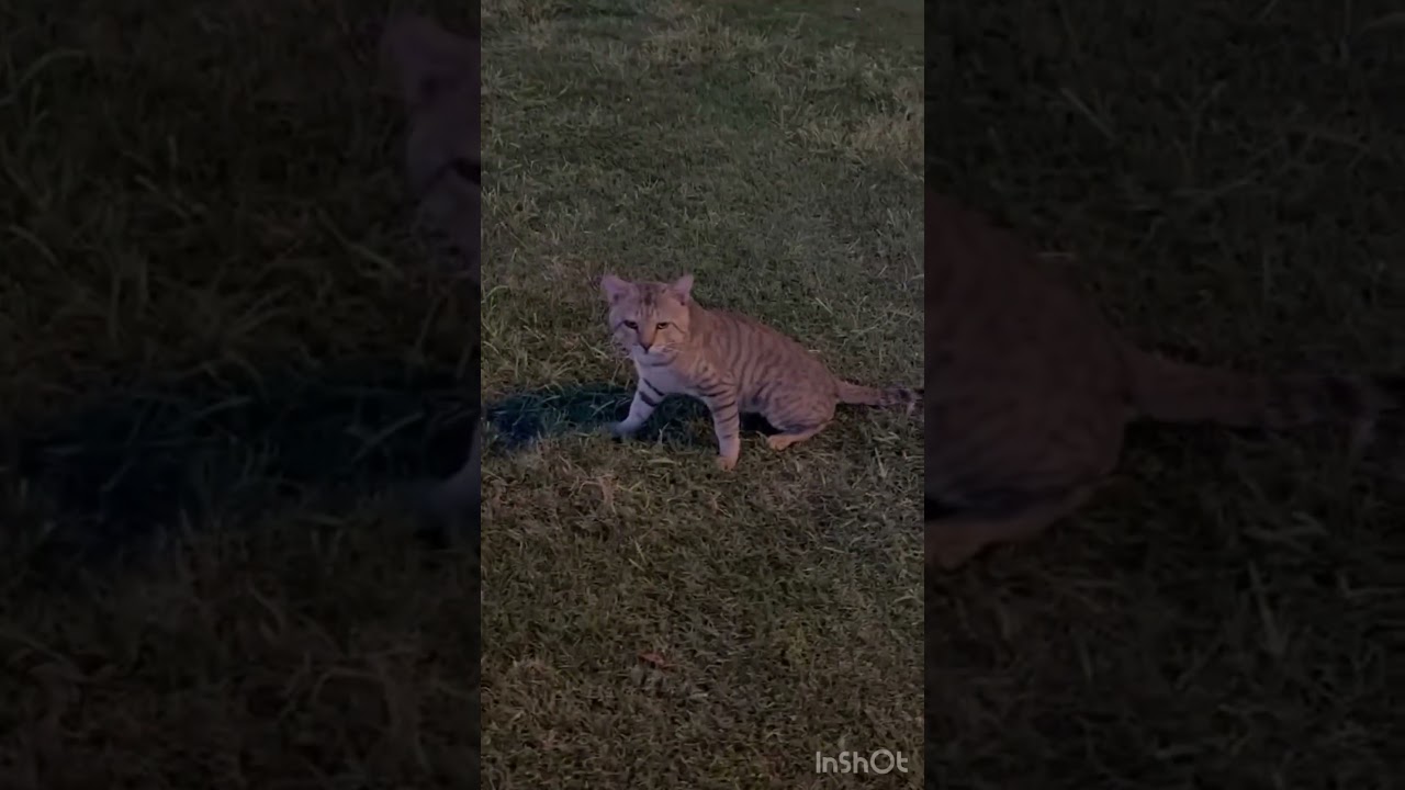 ഞാനിത്രെ ചെയ്തുള്ളു ❣️