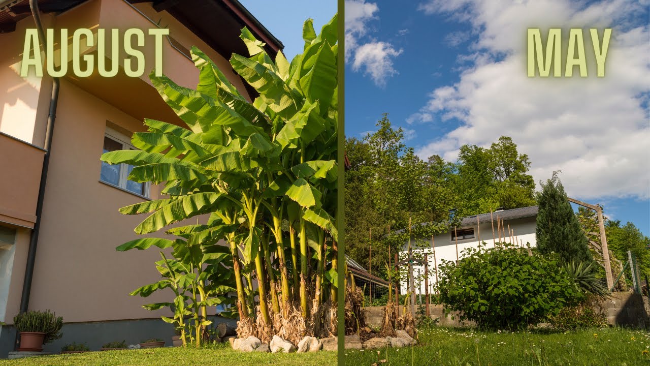 BANANALAPSE - Banana Trees 4 Months TIMELAPSE