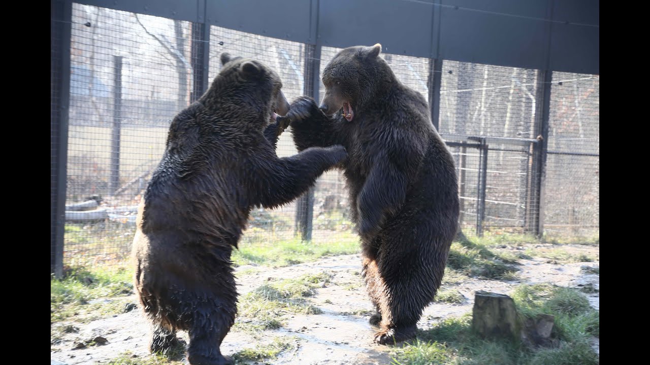 Wildwood's rescued bears meet for first time