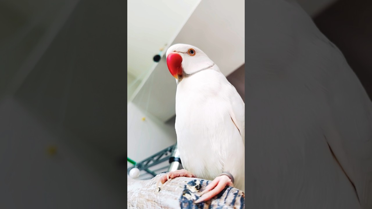 🎊🦖🤔😆#ringneck #parrot #ringneckparrot #ringnickparrot #indianbird #indiaringneck #indianparrot