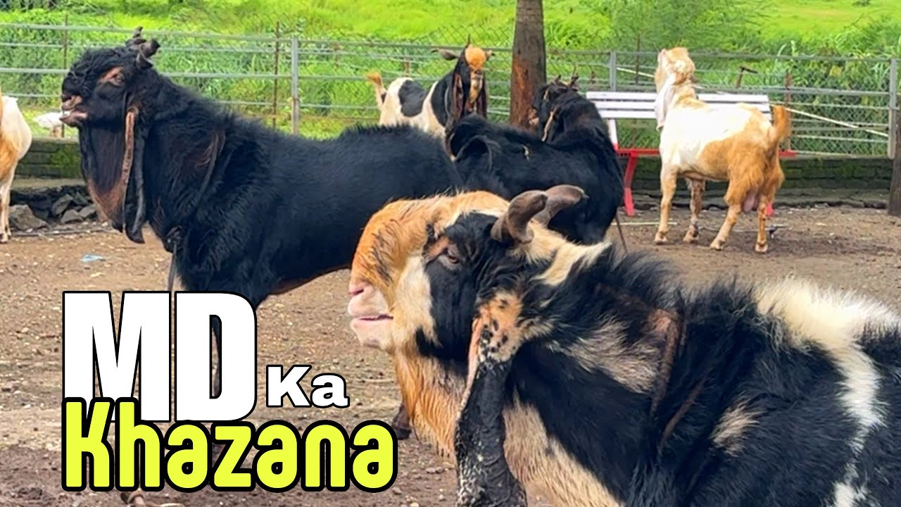 MD Goat Farm Ne Khola Khazaana | The Biggest Andul Goats Collection