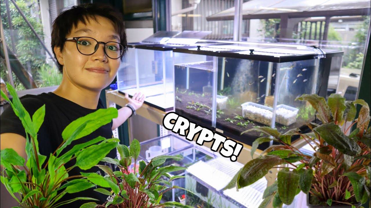 CRYPTOCORYNES are the BEST AQUATIC PLANTS! Working on the Fish Room Vlog