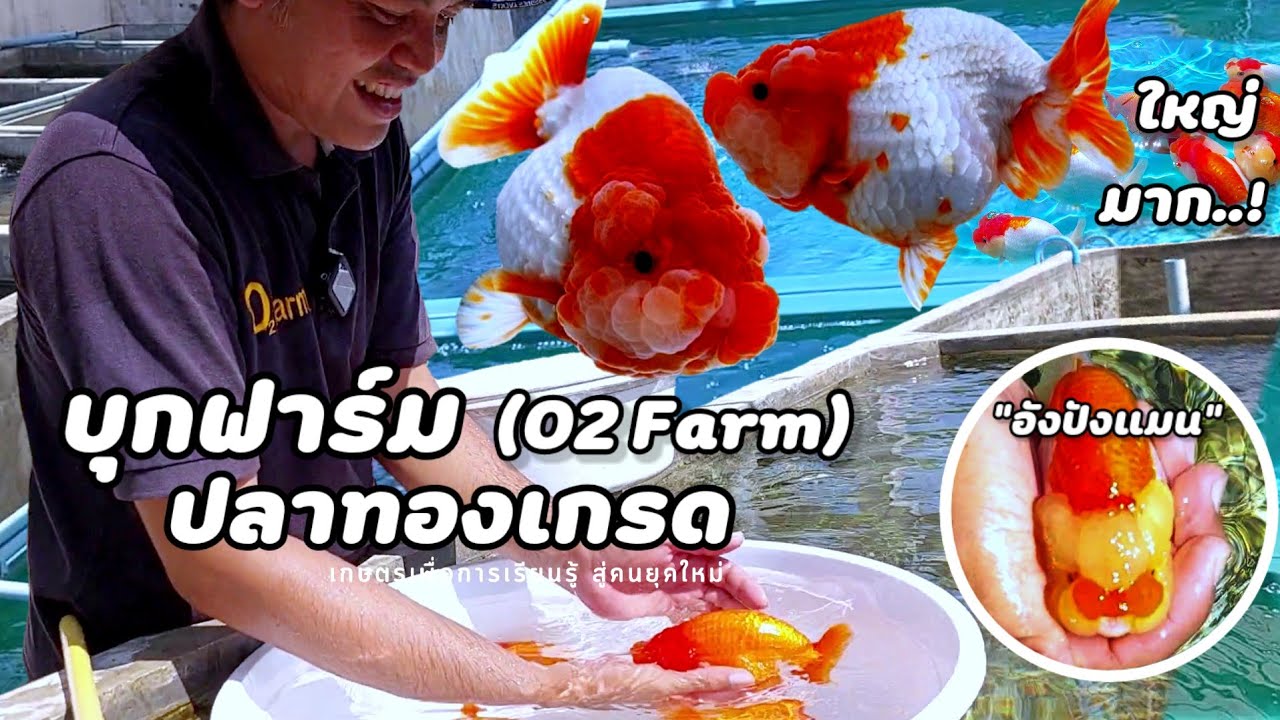 ตัวใหญ่ๆน่ารักชอบมั๋ยล่ะ❗️บุกฟาร์ม | ปลาทองเกรด(O2 Farm) ตลิ่งชัน กรุงเทพมหานคร