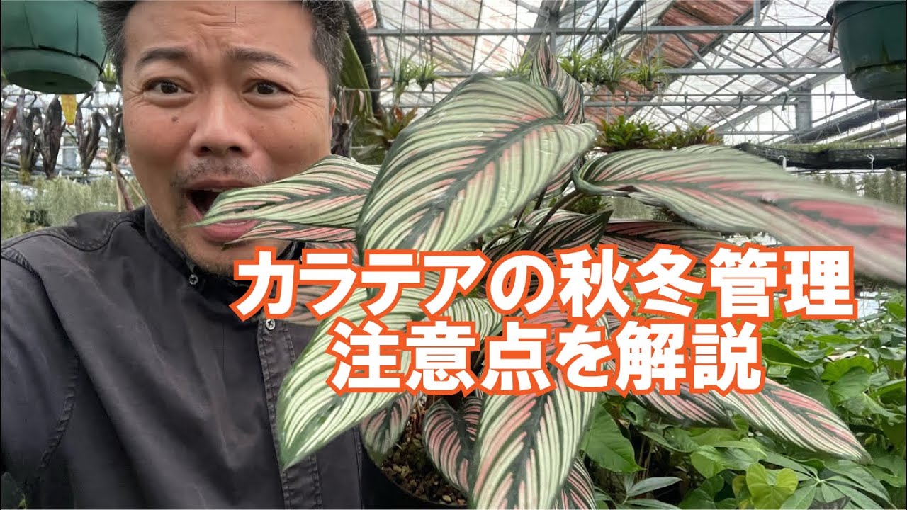 【観葉植物】カラテアの秋冬に起こるトラブルを解説