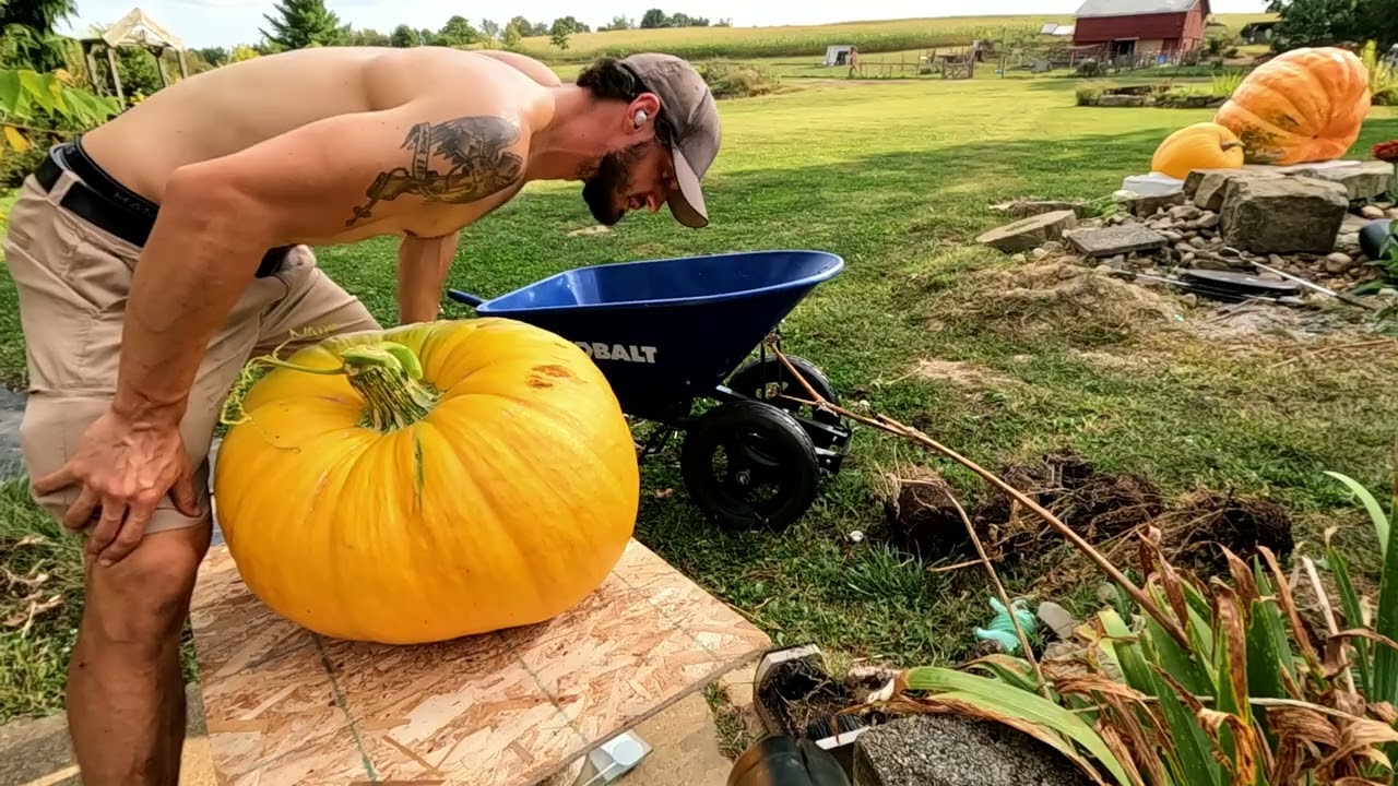 Сбор урожая ТЫКВ СЮРПРИЗОМ! _ МУЛЬЧИРОВАНИЕ ДОРОГИ! // Whitt Acres