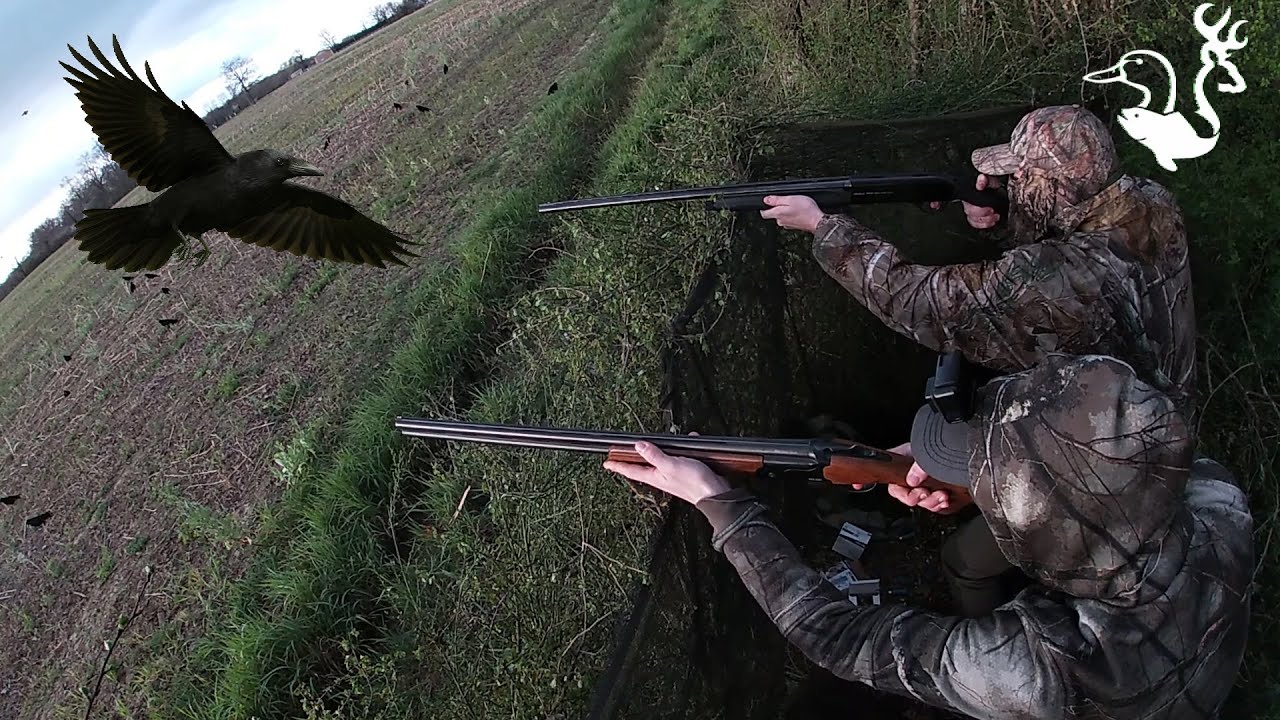 Régulation corvidés : ON EXPLOSE NOTRE RECORD - CHASSEUR DE L'AIN