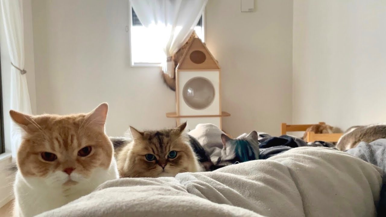 【猫まみれ】朝起きたら猫たちが集まってました