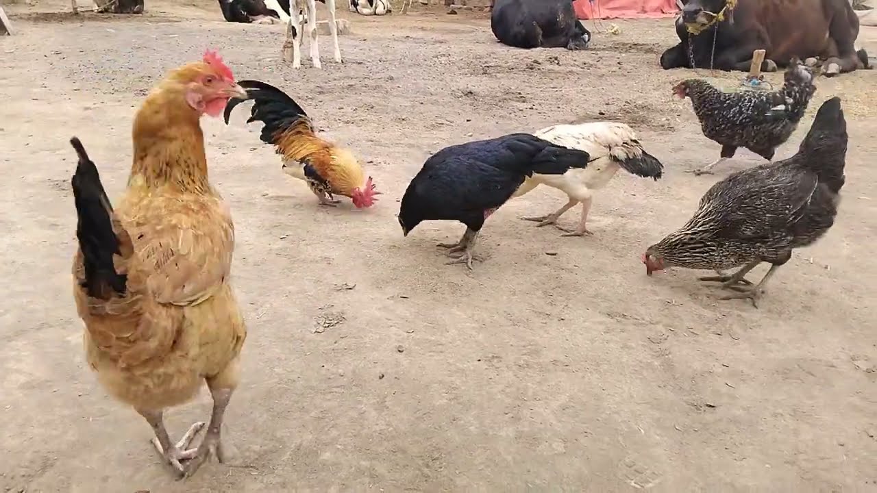 Morning Chickens Feeding & Walking at Cow Farm | Natural Bird Sounds    🟡 PLEASE SUBSCRIBE 🟡