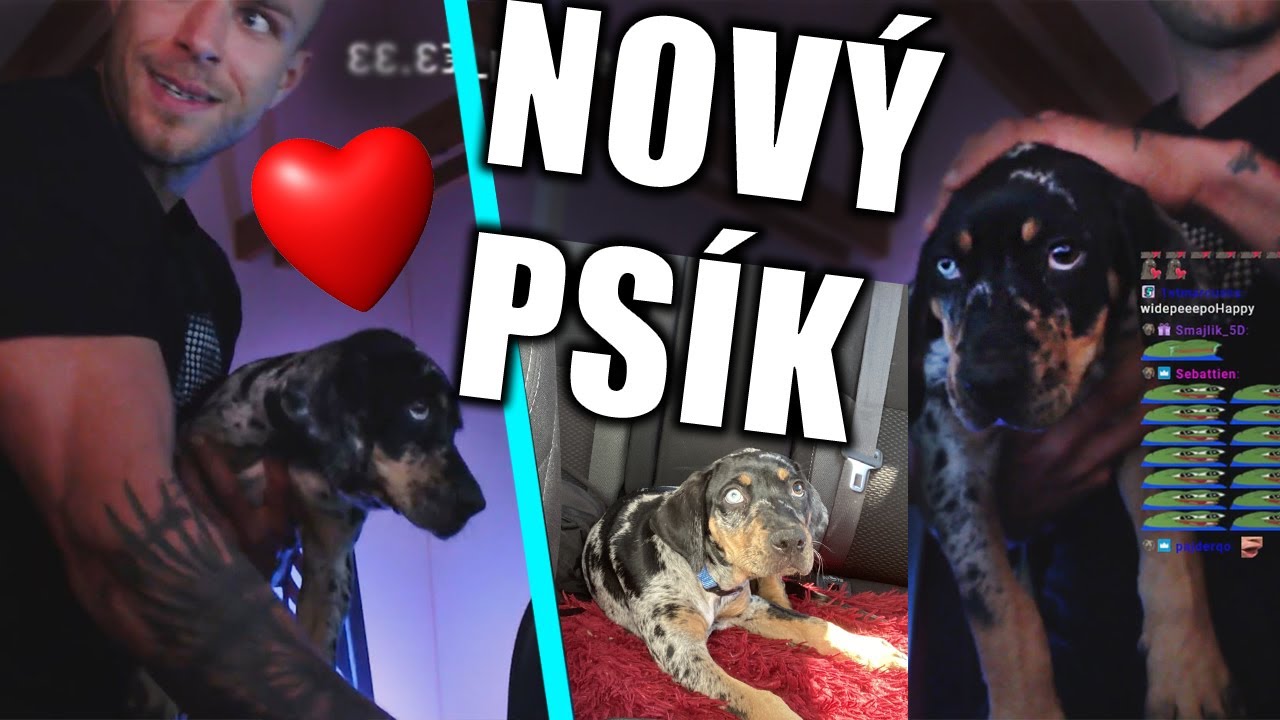 Restt - Nový Psík