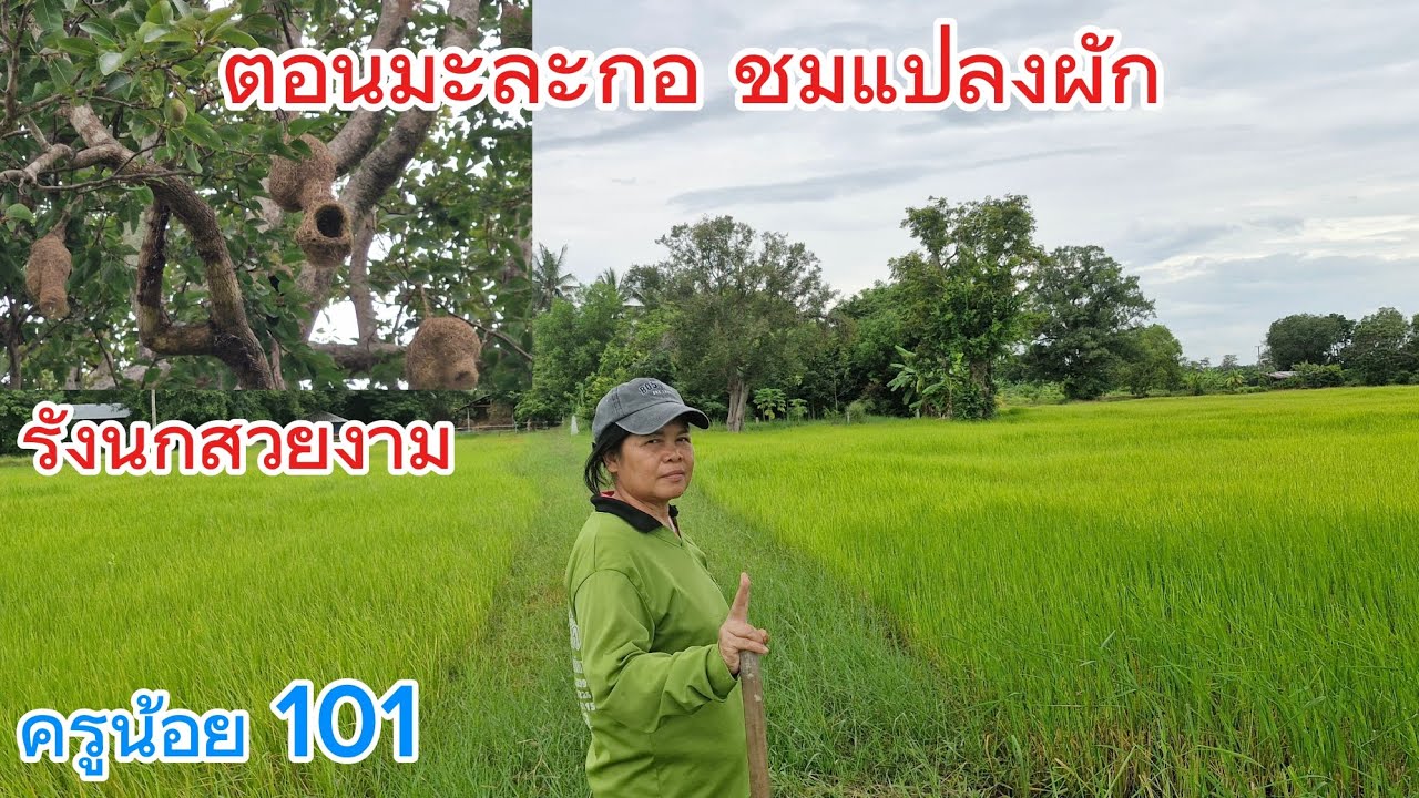 ชมแปลงผัก เล็กๆ ตอนต้นมะละกอกันจ้า บรรยากาศแบบบ้านๆ