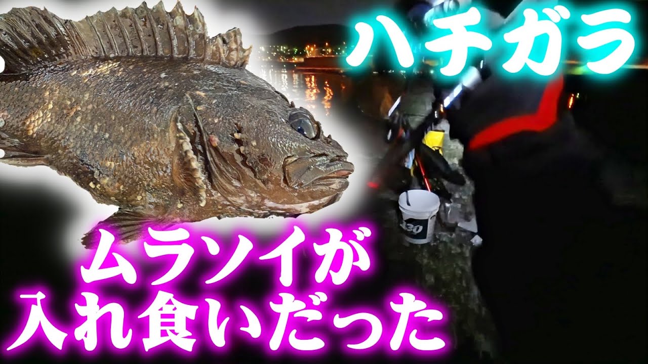 【釣り】北海道・ロックフィッシュ・根魚・ハチガラ（ムラソイ）が爆釣だった：2025年4月