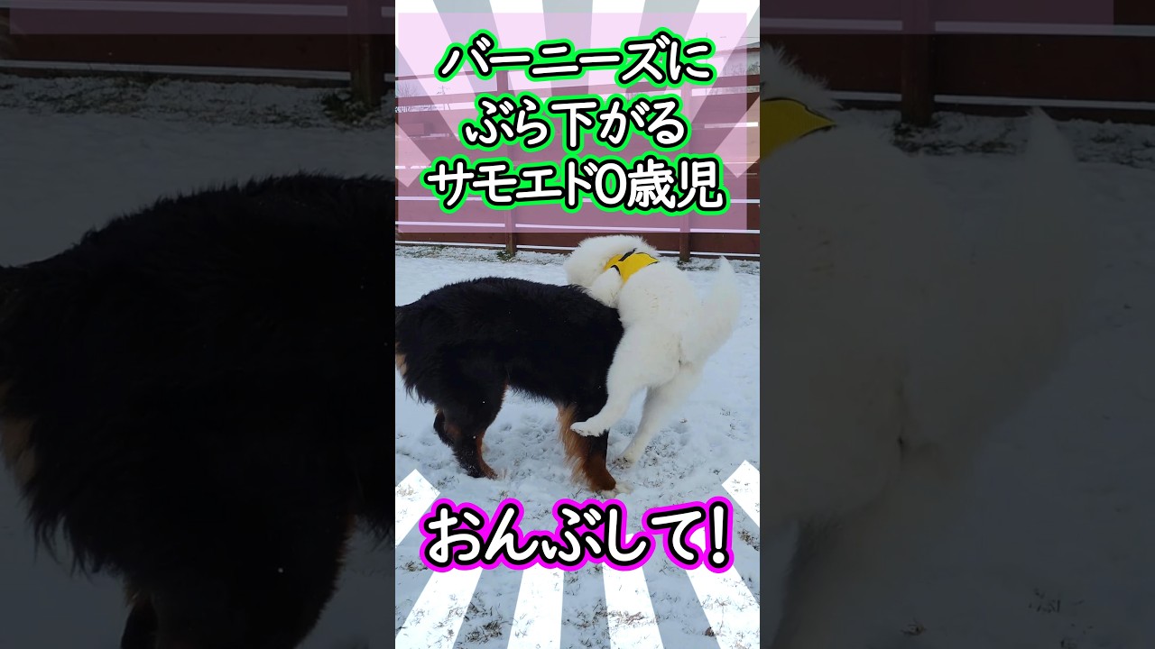 0歳児をもて余すバーニーズマウンテンドッグ  #バーニーズマウンテンドッグ   #サモエド #パピー #ドッグラン #0才