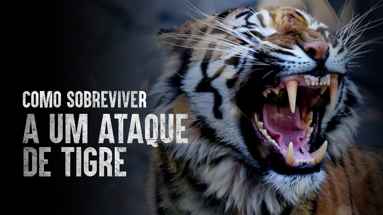 Como sobreviver a um ataque de tigre