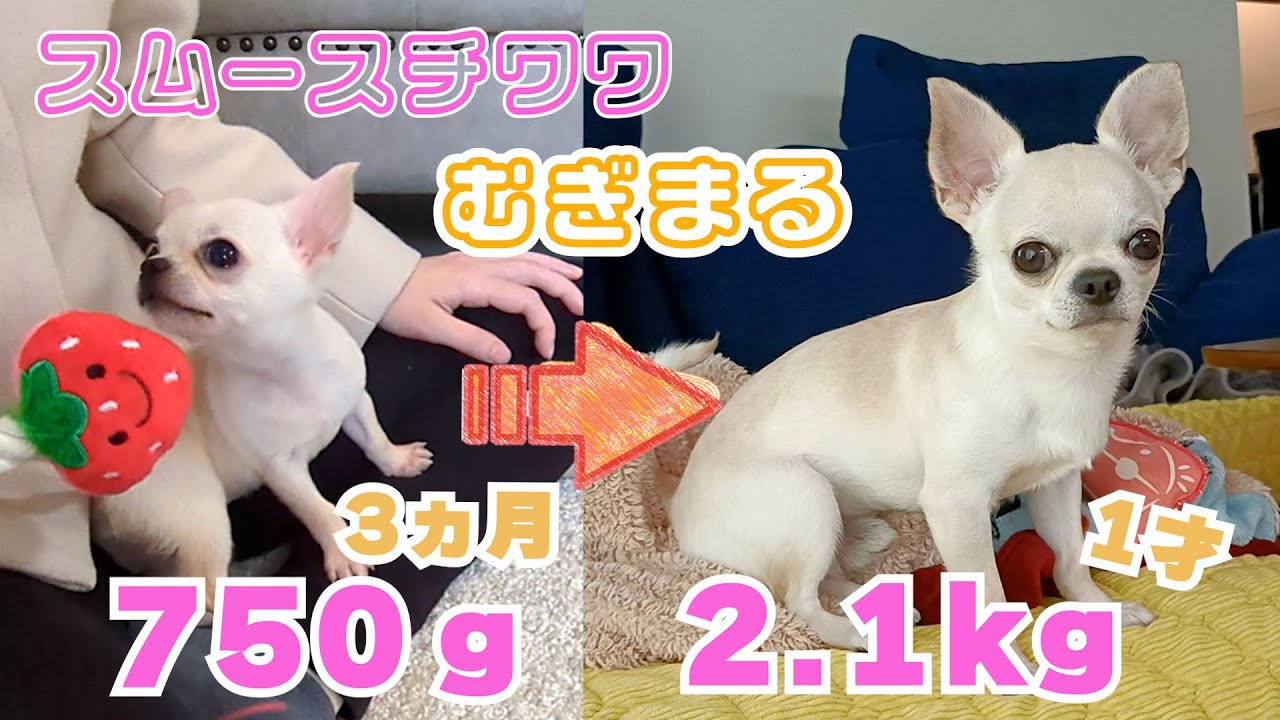 【スムースコート チワワ】祝 1歳（#8）