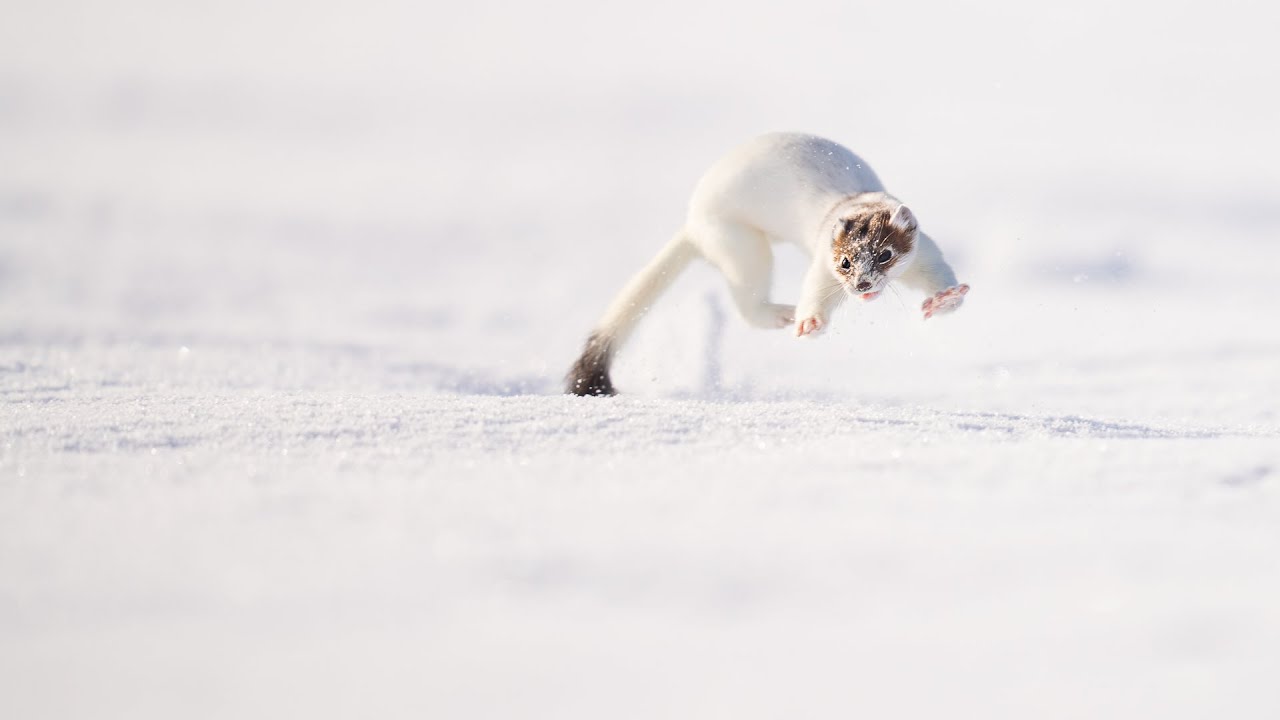 hermine en chasse