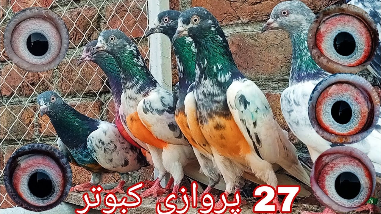 ٹیڈی اور لال آنکھوں کے 27 پروازی کبوتر (محمد حسیب اکرم 0310:4502055)