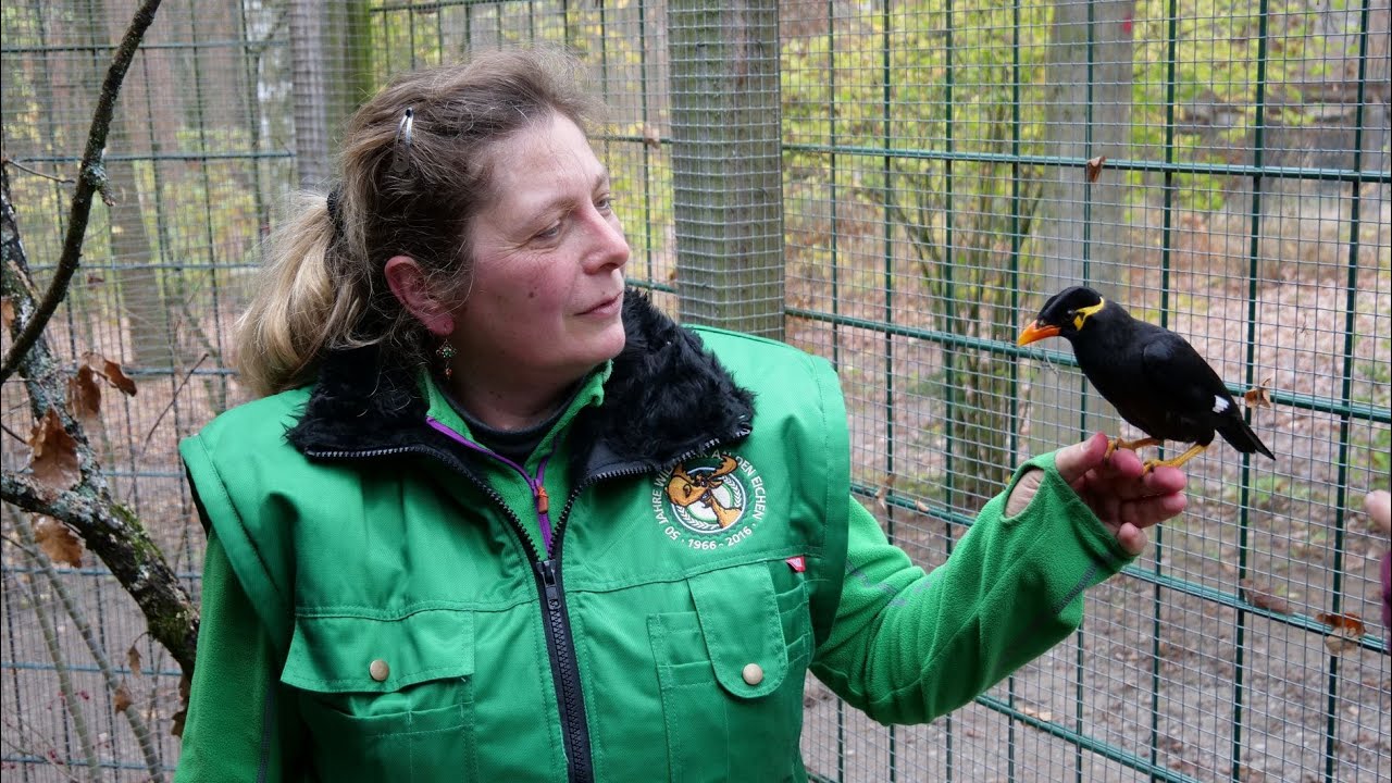 Die Beos sind echte Stars im Schweinfurter Wildpark