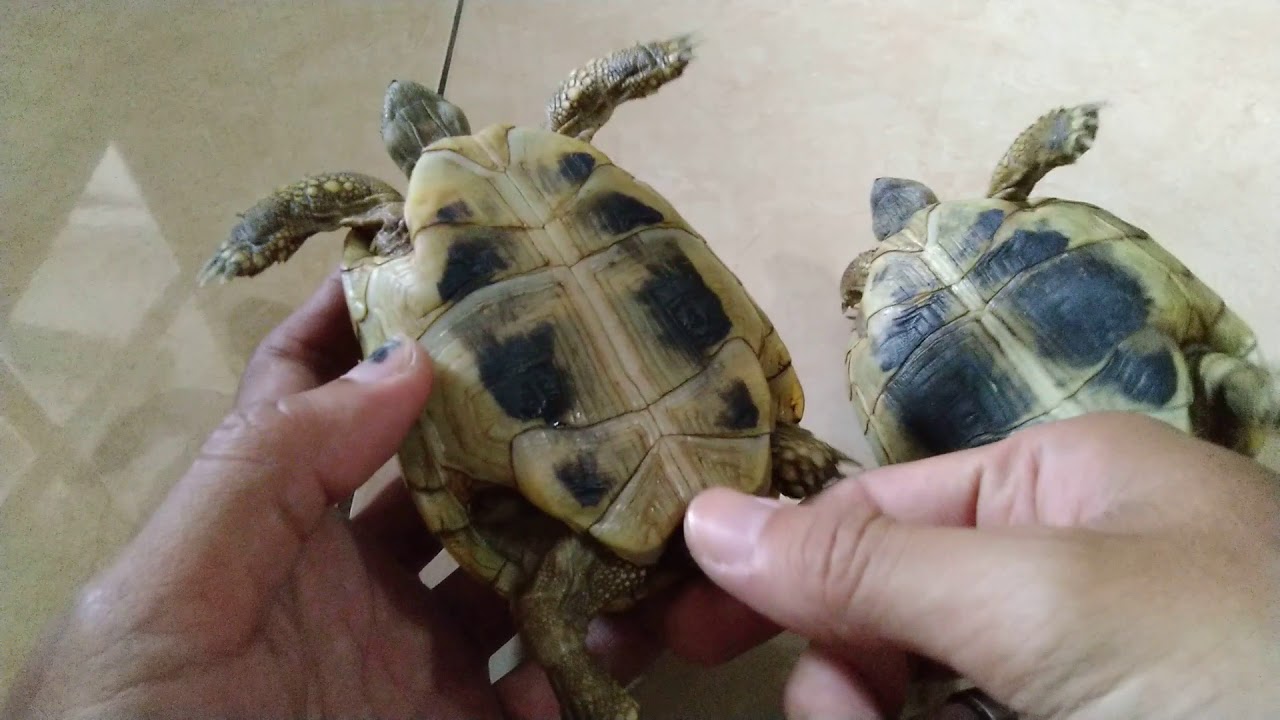 Sexing A Couple of Hermann's Tortoises