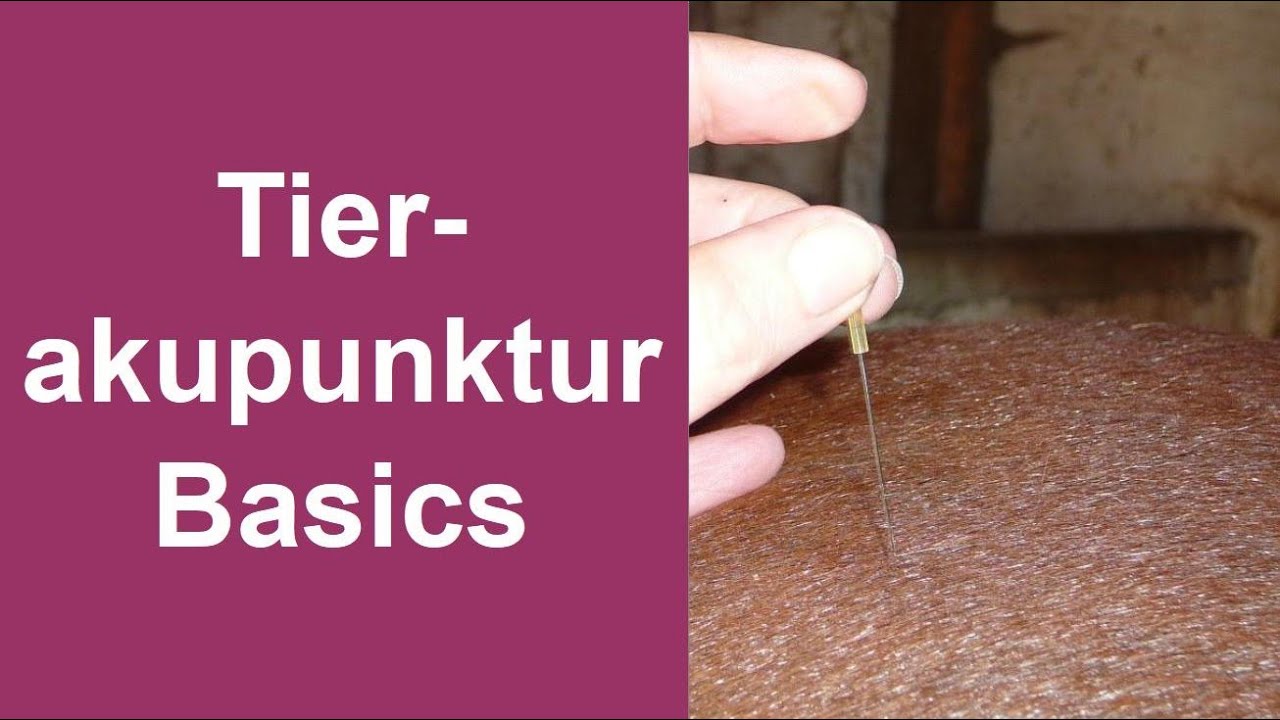 Tierakupunktur - Praktische Tipps und Grundlagen #akupunktur