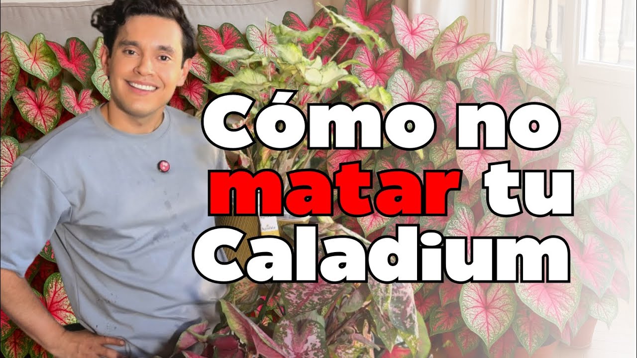 Caladiums: origen, cuidados, luz y mitos resueltos  | La Reina Plantil