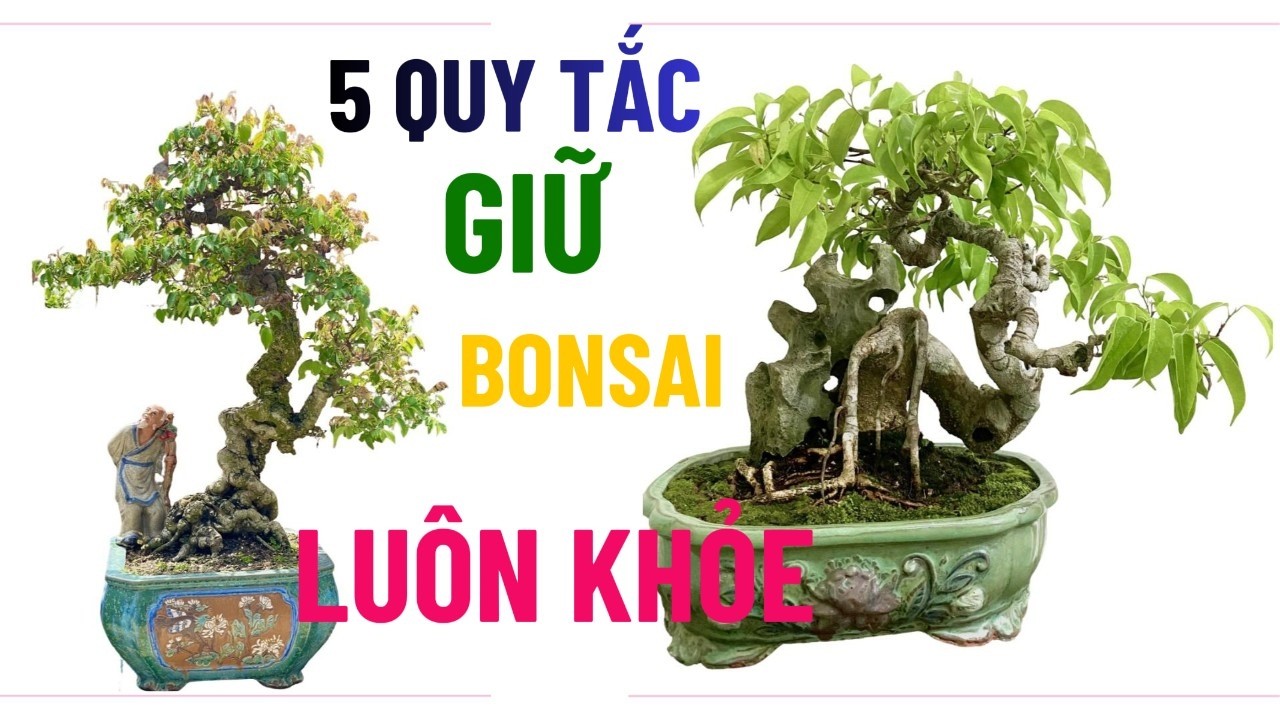 Muốn Bonsai Khỏe Và Bền Dáng? Hãy Nhớ 5 Quy Tắc Chăm Cây Quan Trọng Nhất#bonsaivietnam#